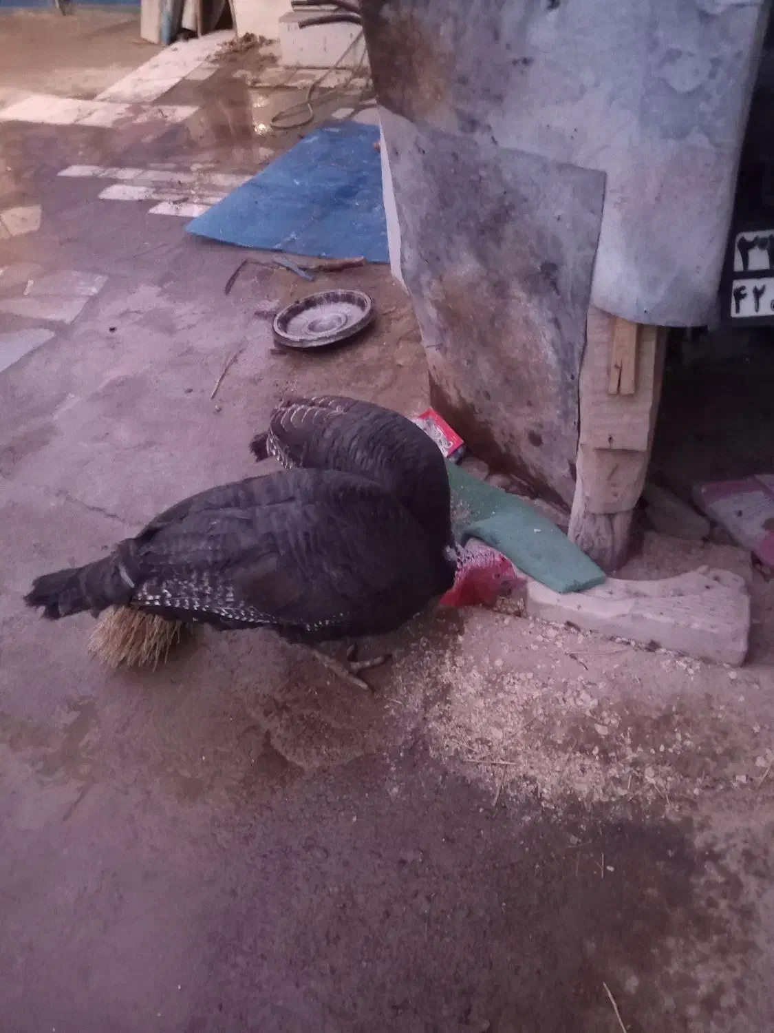 بوقلمون|حیوانات مزرعه|صالح آباد, |دیوار