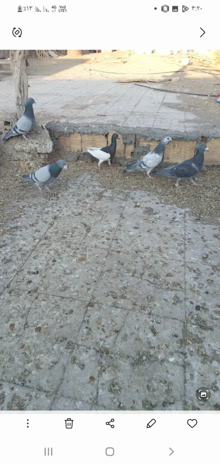 ۸عددکبوترپلاکی ویه جفت سینه داربایهودی فقط تماس|پرنده|رفسنجان, |دیوار