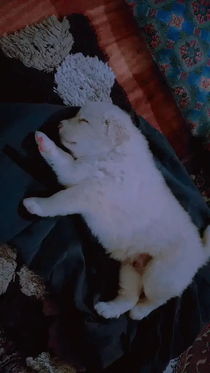 سگ پاکوتا کرمی|سگ|مشهد, طرق|دیوار