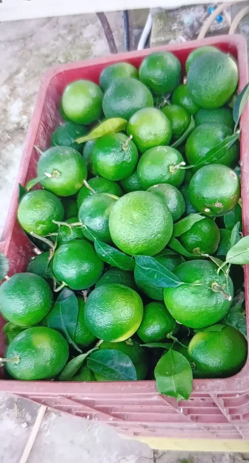 نارنج آبدار موجوده 28|حراج|عباسآباد, |دیوار