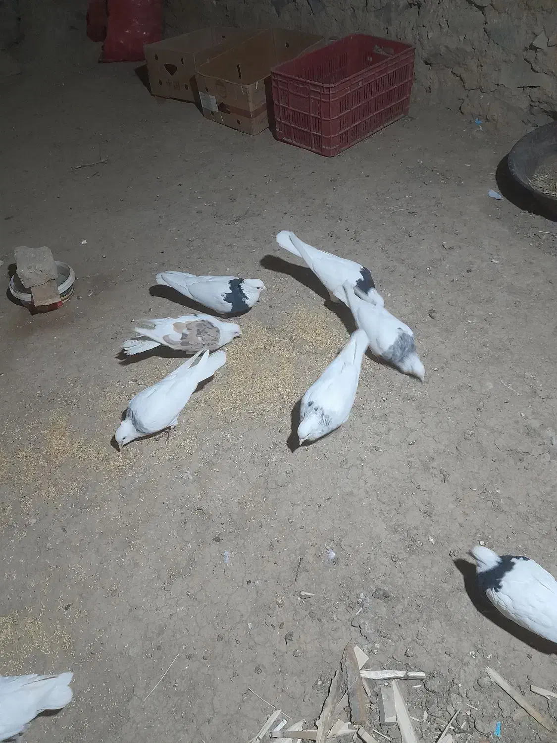 کبوتر فروشی|پرنده|سنقر, |دیوار