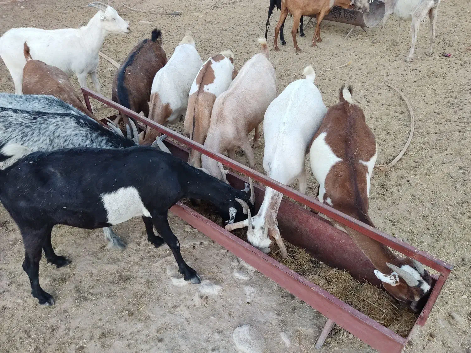 بز فروشی چاق|حیوانات مزرعه|بستک, |دیوار