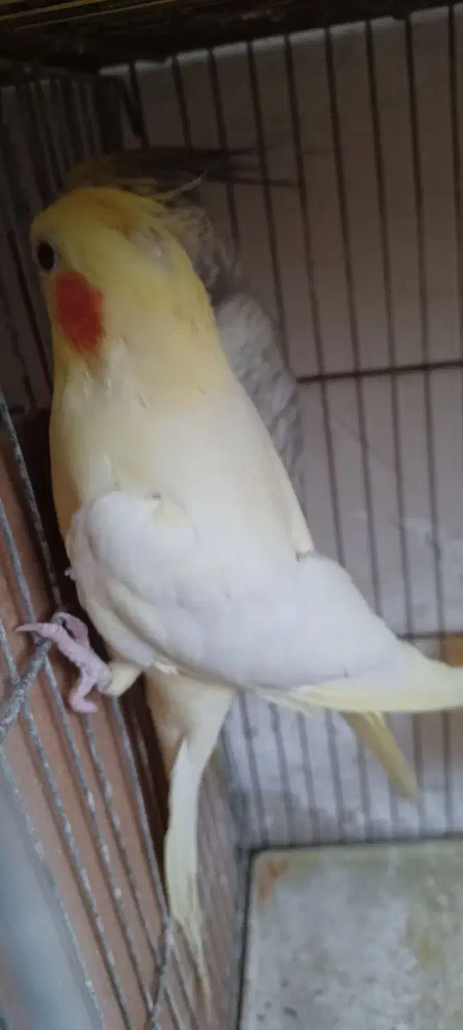 جفت عروس هلندی مولد با کیفیت|پرنده|اردبیل, |دیوار