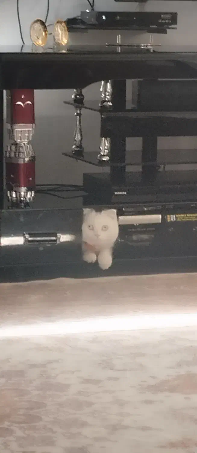 واگذاری گربه اسکاتیش|گربه|سقز, |دیوار