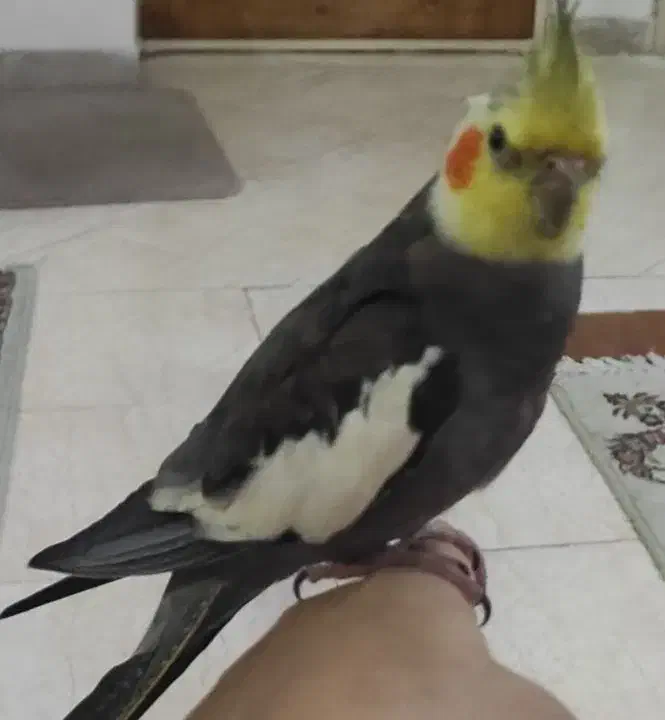 خوش آواز|پرنده|شوشتر, |دیوار