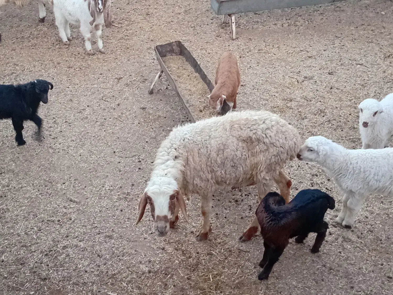 میش|حیوانات مزرعه|سده (خراسان جنوبی), |دیوار