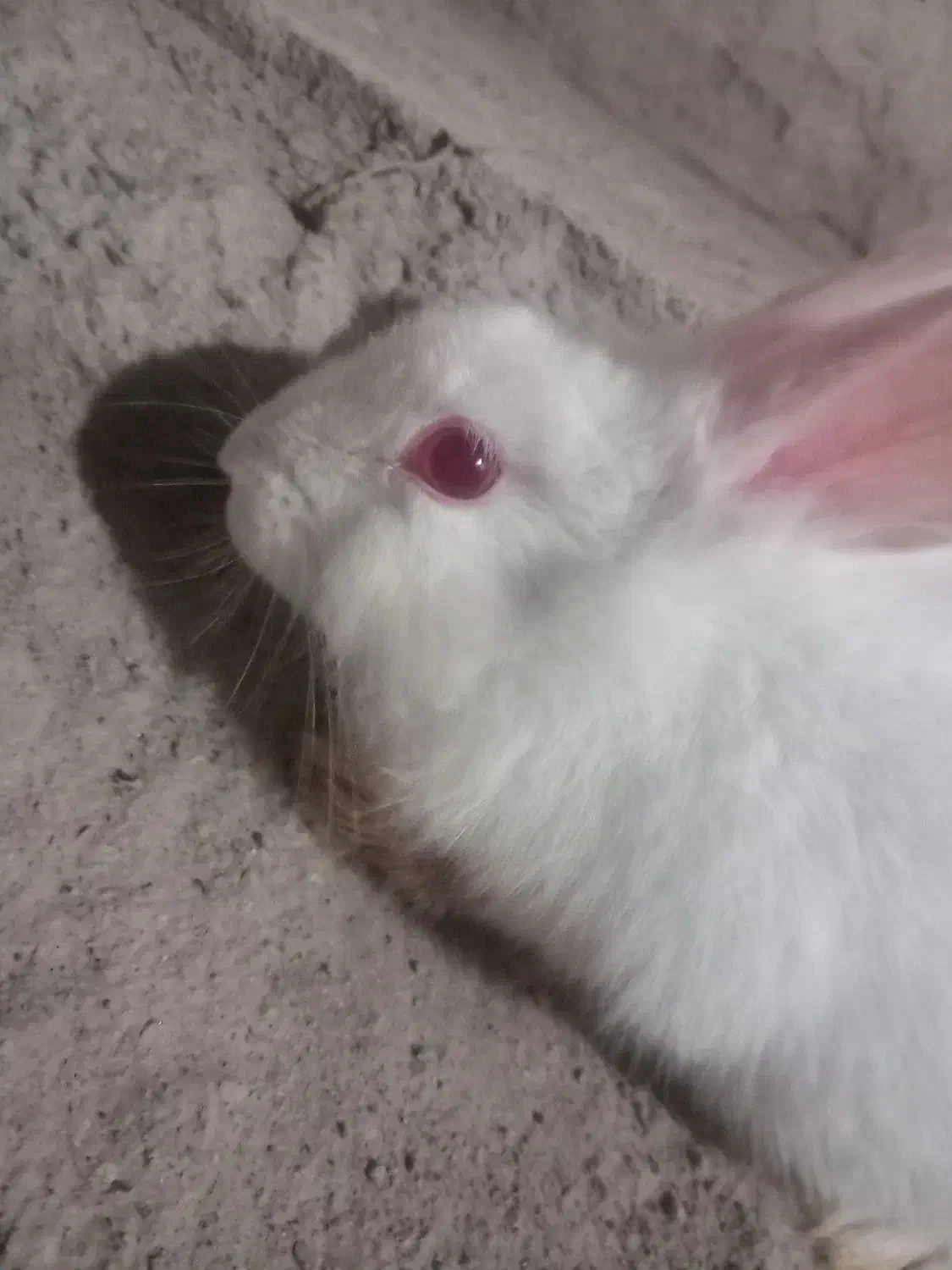 خرگوش سفید اهلی|موش و خرگوش|تبریز, |دیوار