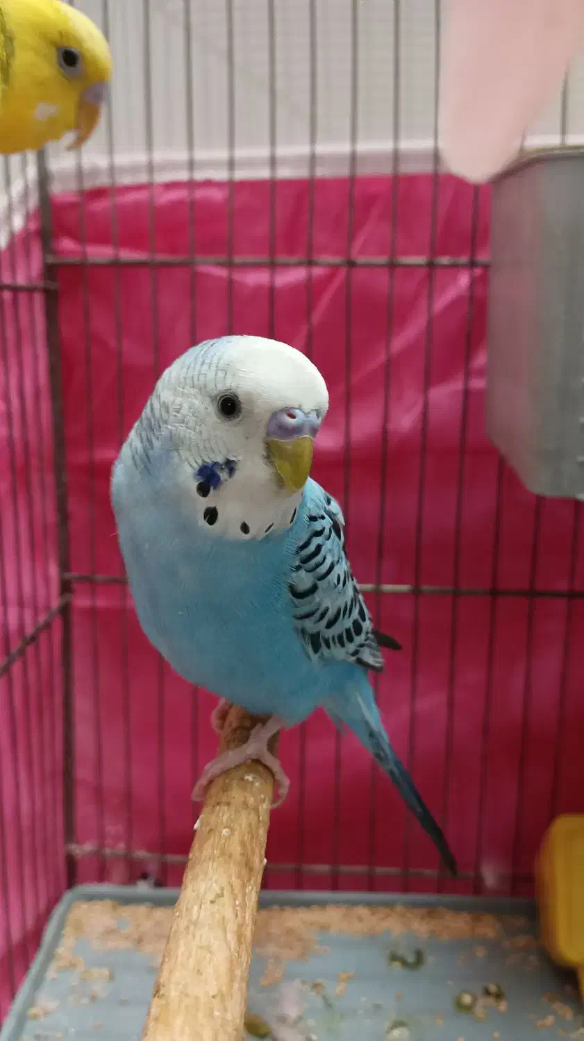 دوعدد مرغ عشق نر وماده|پرنده|قم, حاج خلیل|دیوار