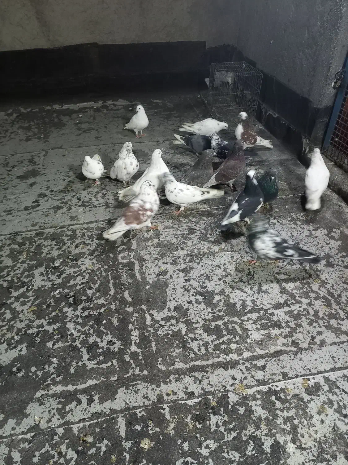 ۱۷ عدد کبوتر پرشی|پرنده|خوی, |دیوار