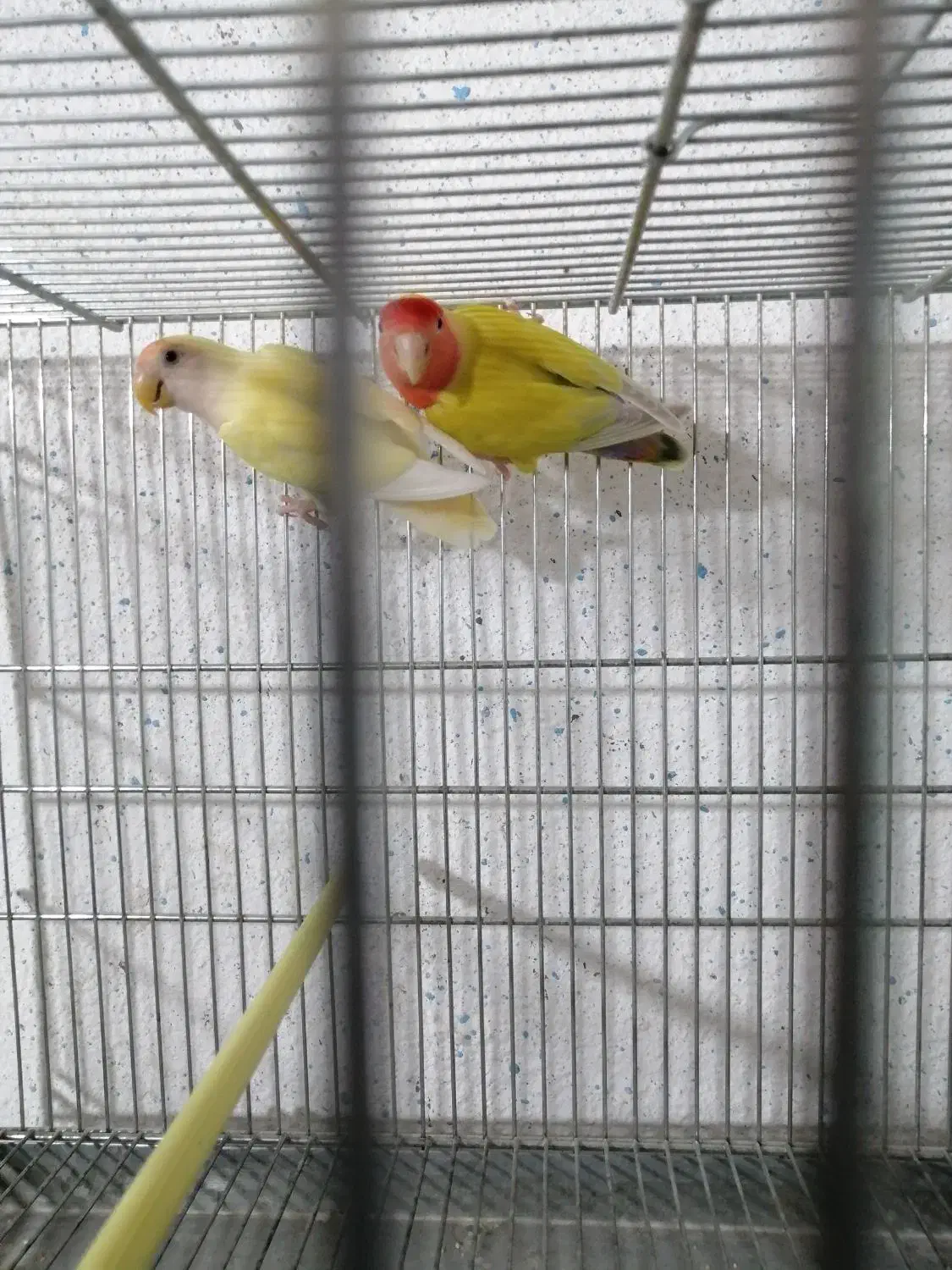 کوتوله برزیلی|پرنده|نی‌ریز, |دیوار