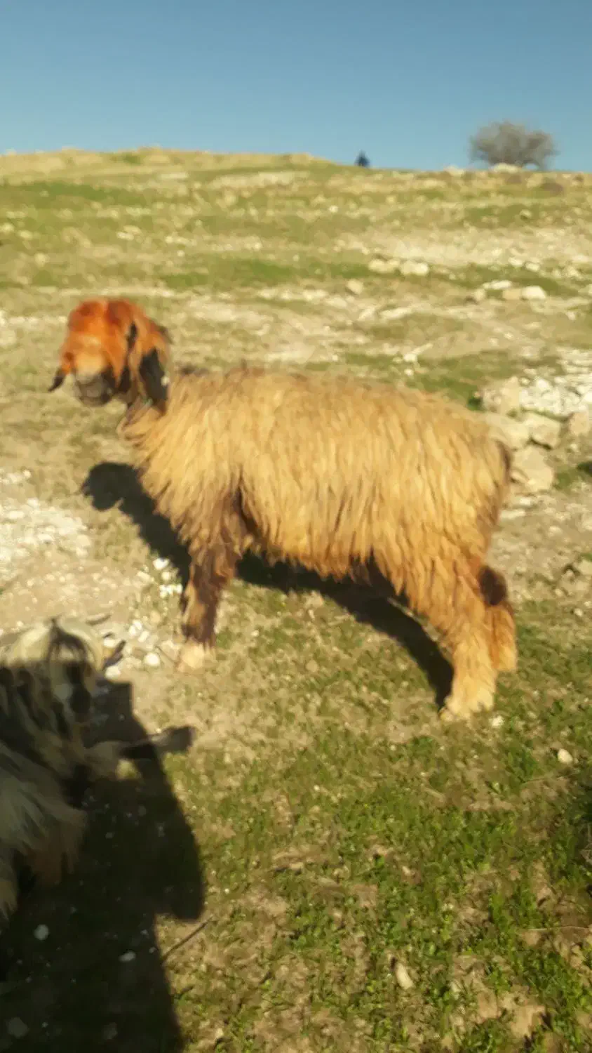 میش زایده|حیوانات مزرعه|مسجد سلیمان, |دیوار