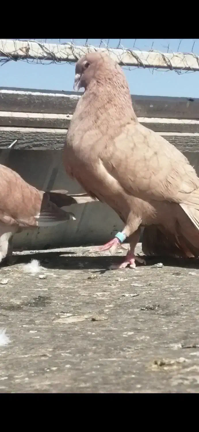 کفتر زرد کرمانی کاکلی|پرنده|فردوس (خراسان), |دیوار