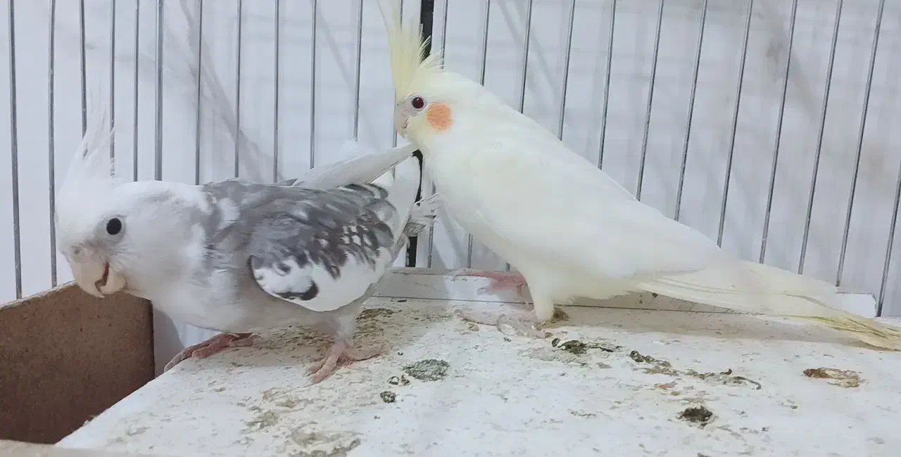 عروس هلندی جفت با تخم|پرنده|بن, |دیوار