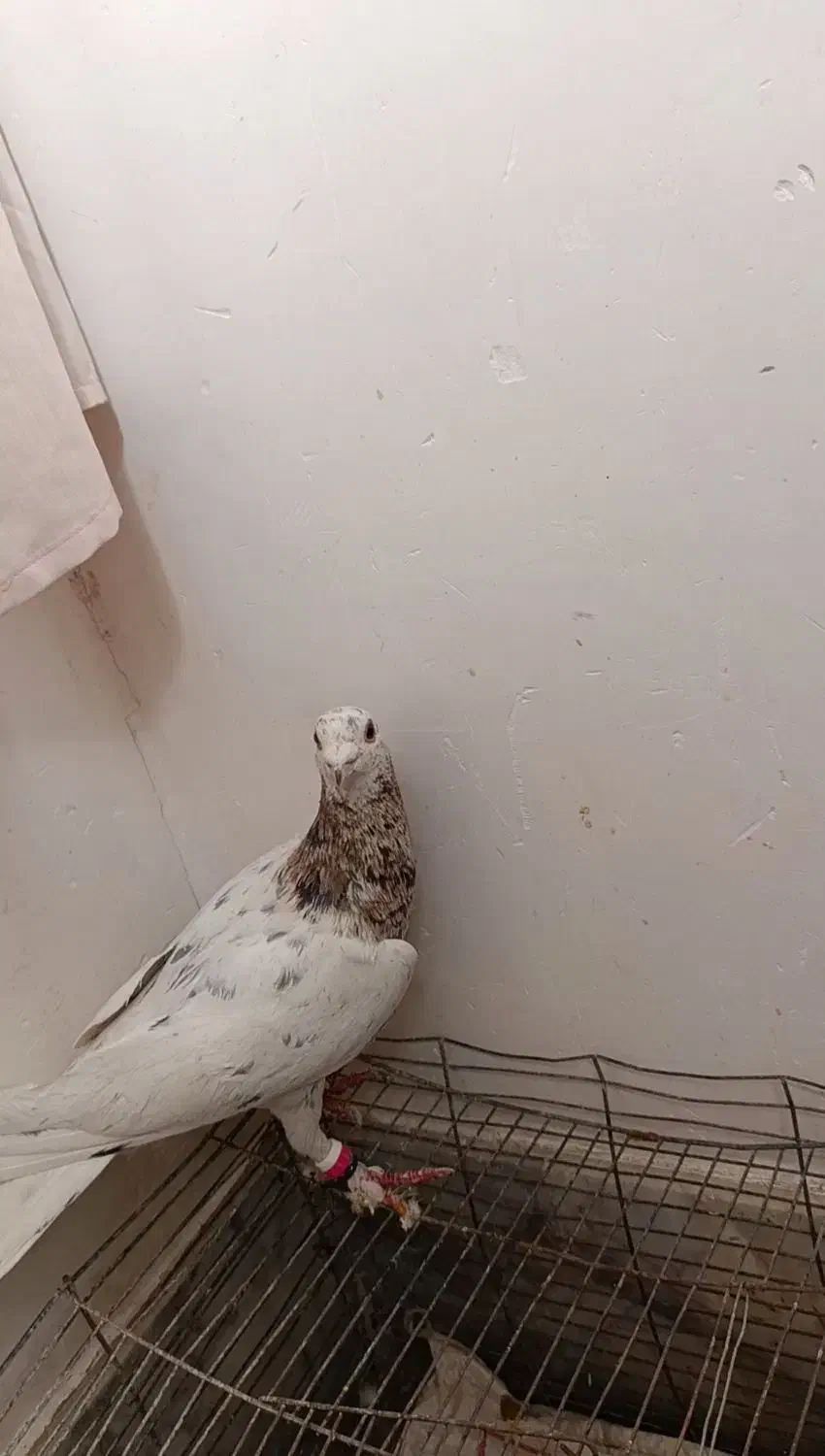 کفتر کله هما هفرنگ گمشده|پرنده|سبزوار, غرب نیروگاه|دیوار