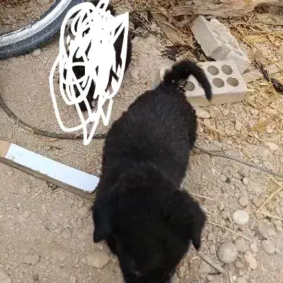 سگ قدرجانی|سگ|شوشتر, |دیوار