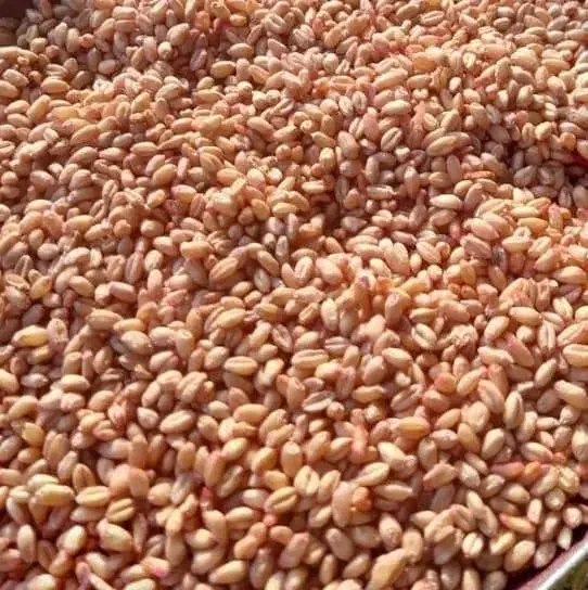 گندم دیم وابی بذری  پیشگام|خدمات باغبانی و درختکاری|حمیل, |دیوار