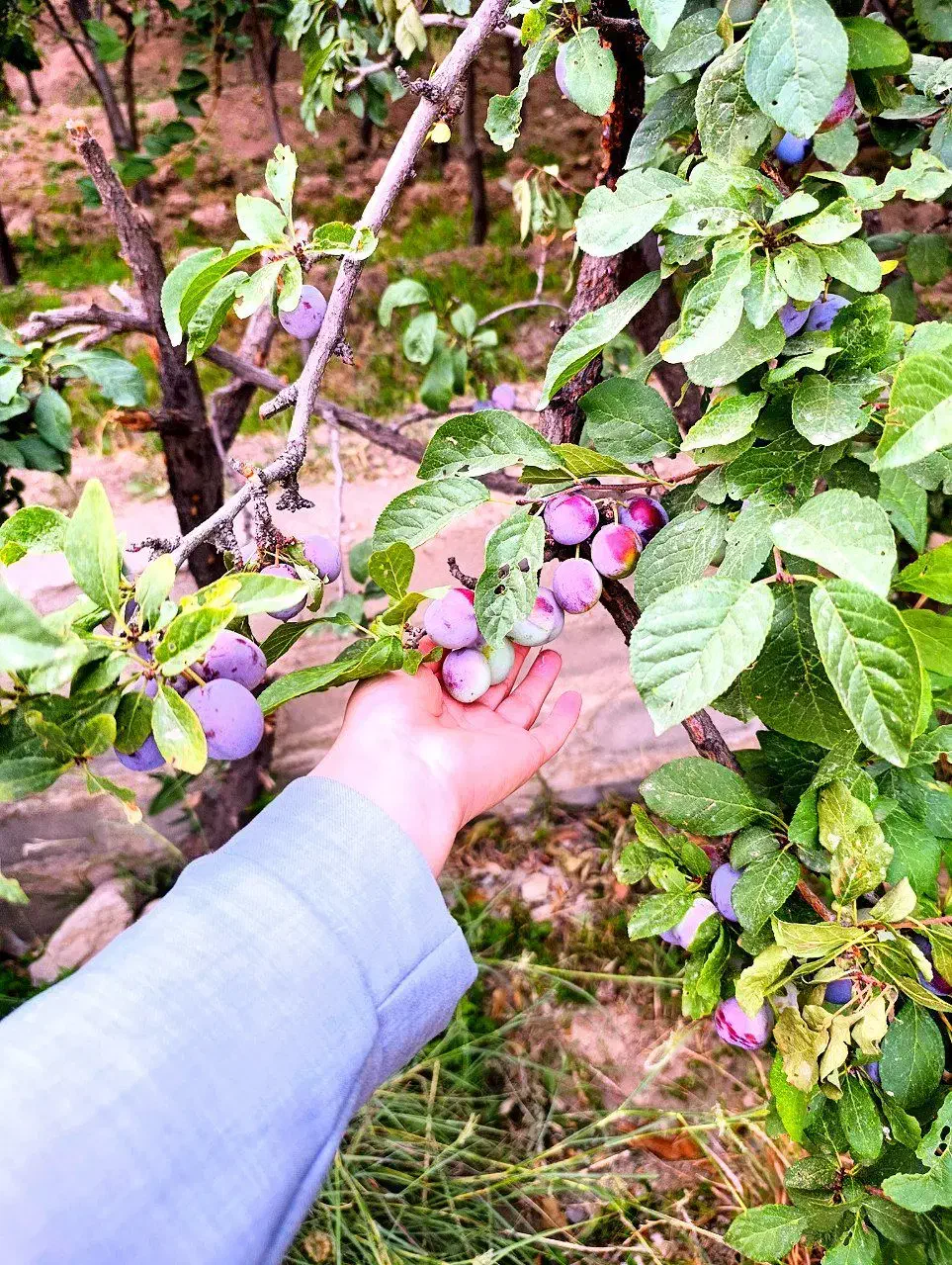 آلو بخارا خشک|خوردنی و آشامیدنی|ششتمد, |دیوار