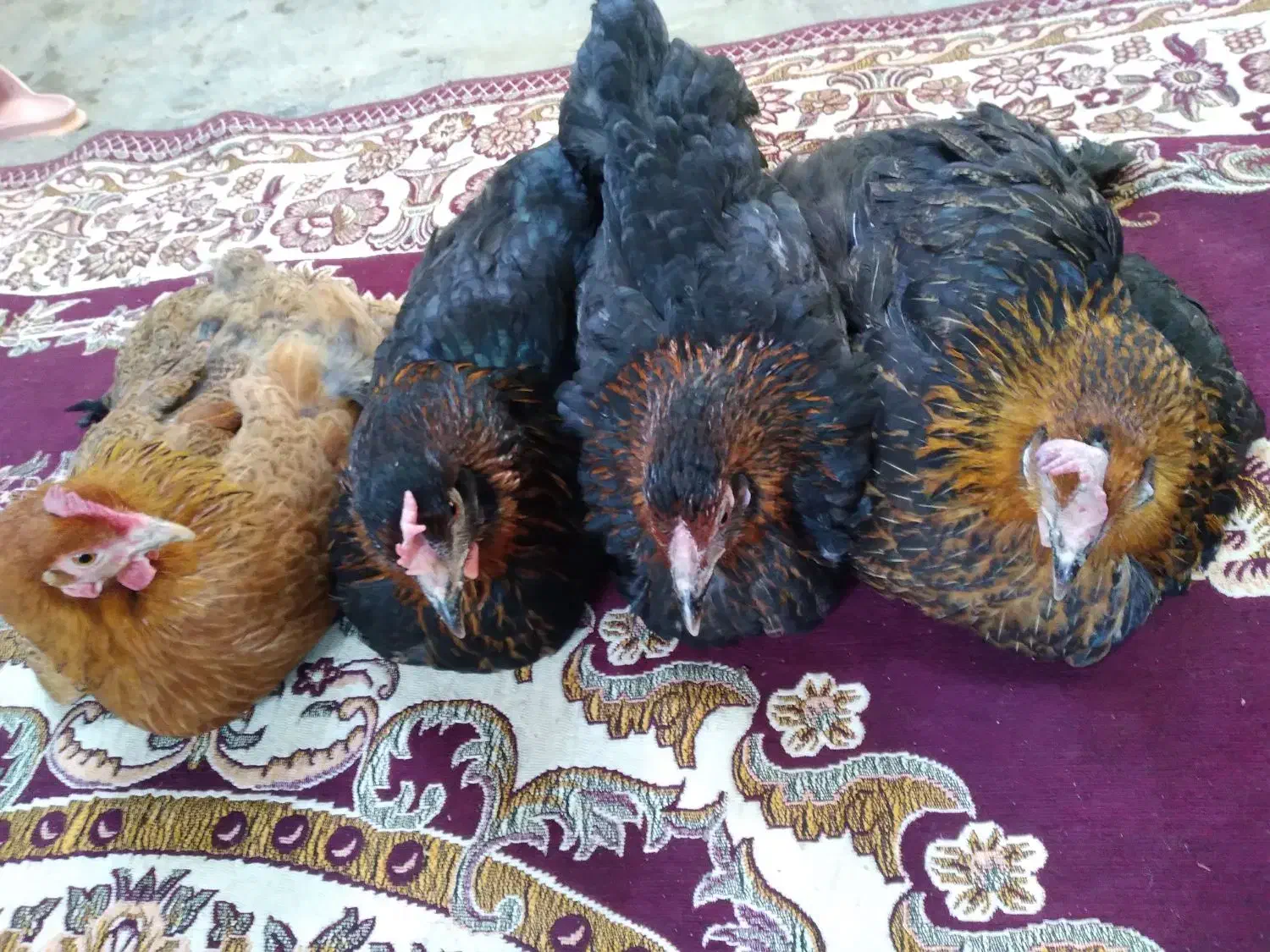 مرغ خانگی|حیوانات مزرعه|جلین, |دیوار