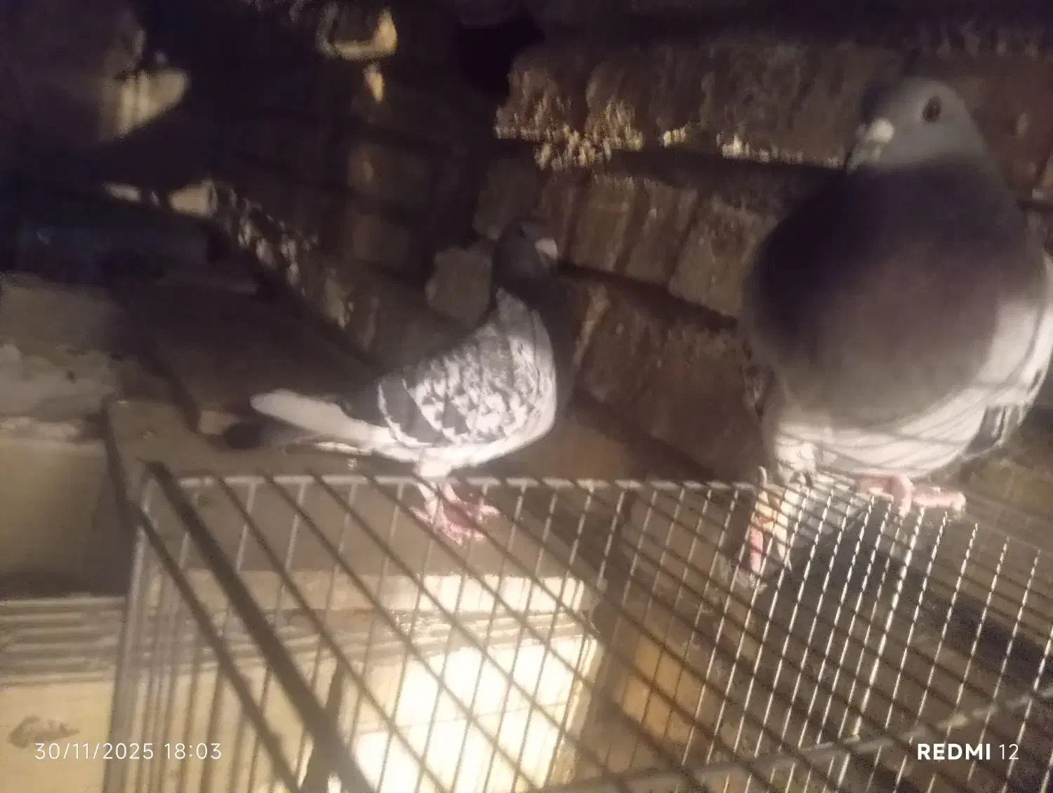 فروش کفتر عتیقه پلاکی بهبهانی|پرنده|سپیدان, |دیوار