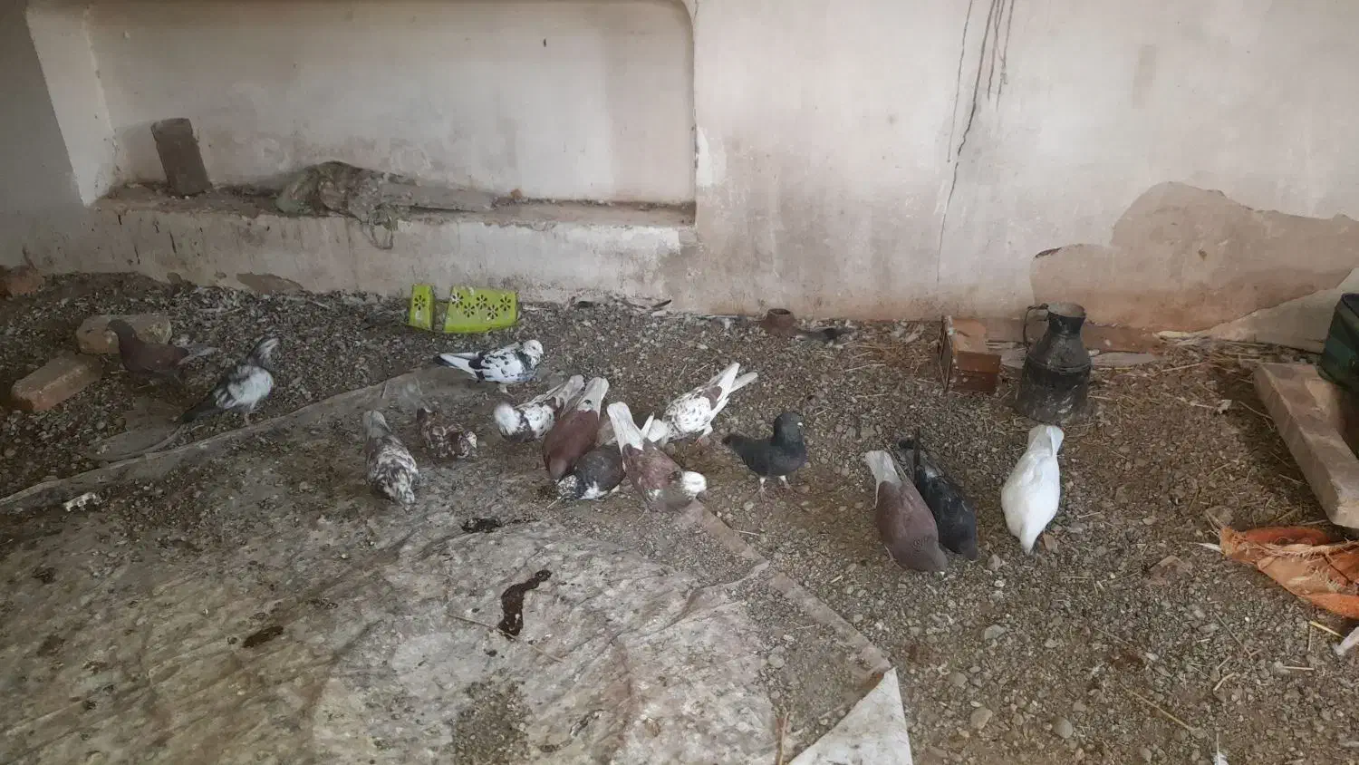 10عدد کبوتر|پرنده|خوی, |دیوار