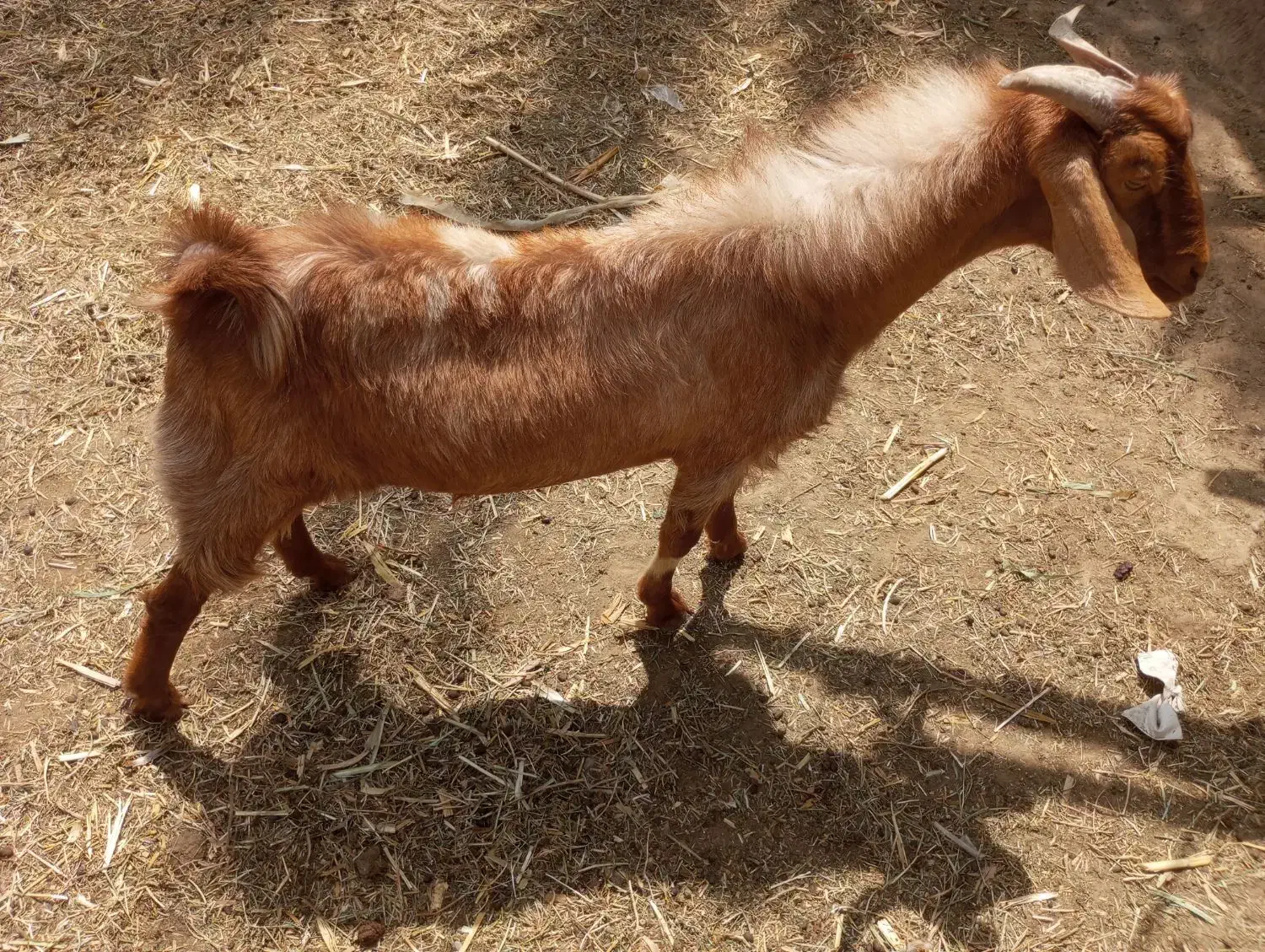 فروش دو تروشت یا معاوضه با بره|حیوانات مزرعه|مهرستان, |دیوار