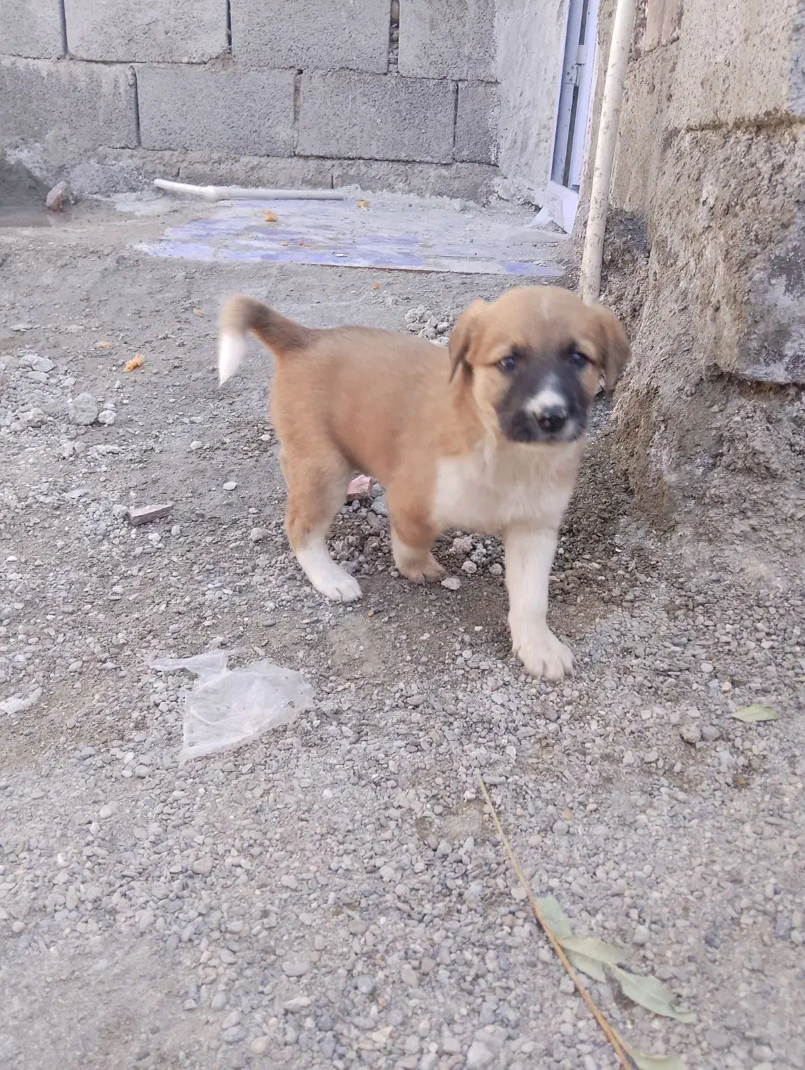 سگ نر|سگ|ایرانشهر, |دیوار