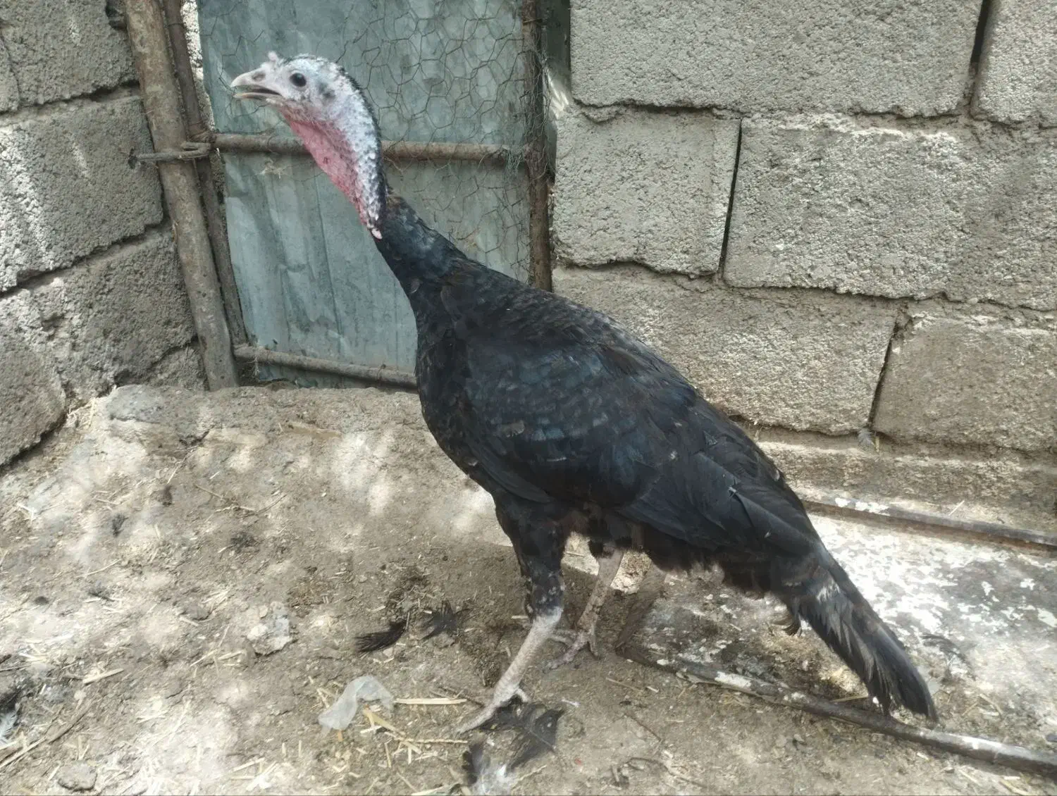 سه عدد بوقلمون آمریکایی ماده|حیوانات مزرعه|سبزوار, کهنه آب|دیوار