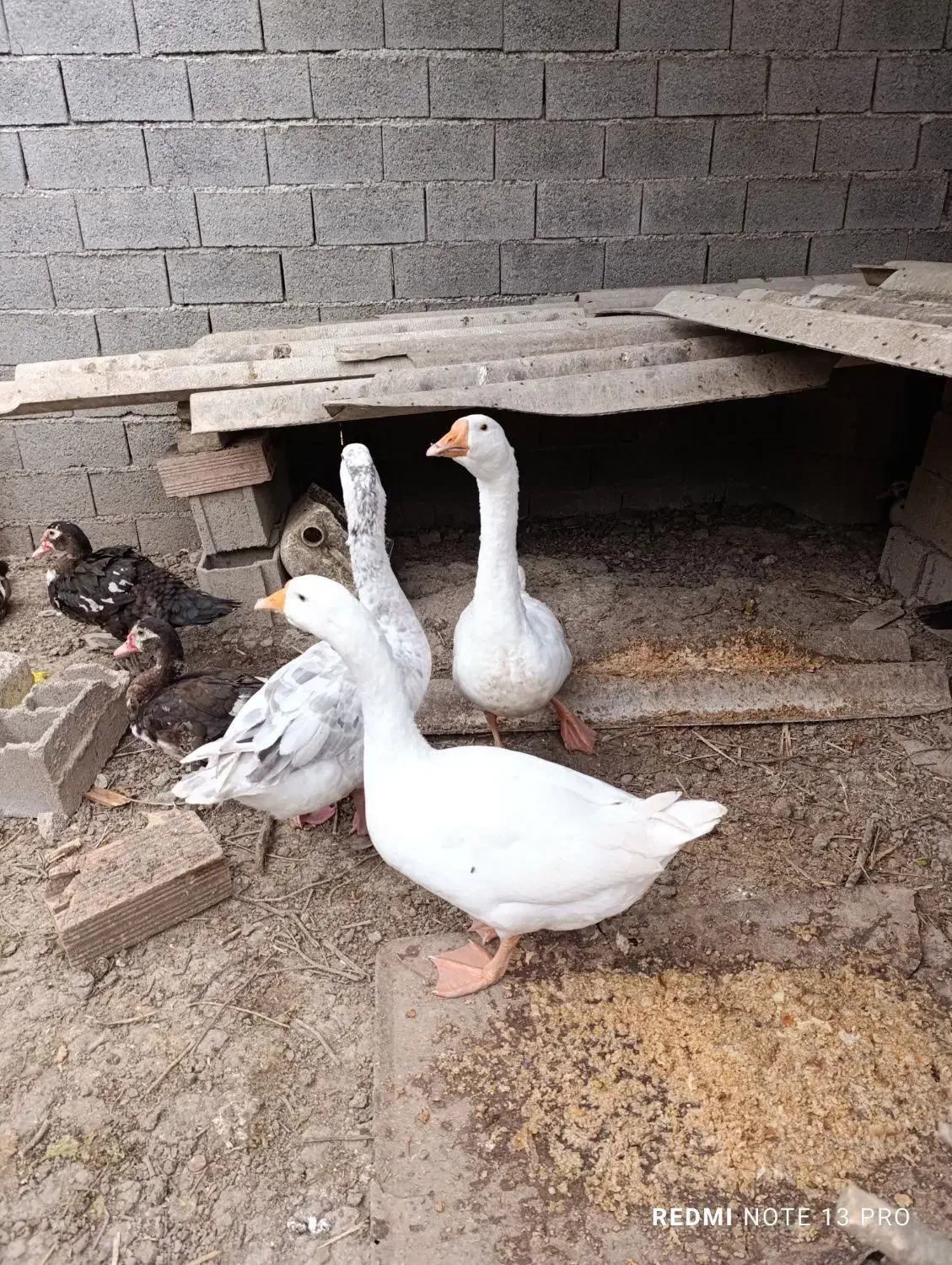 فروش غاز ۷ ماهه وزن دار سالم و سرحال|حیوانات مزرعه|آکند, |دیوار