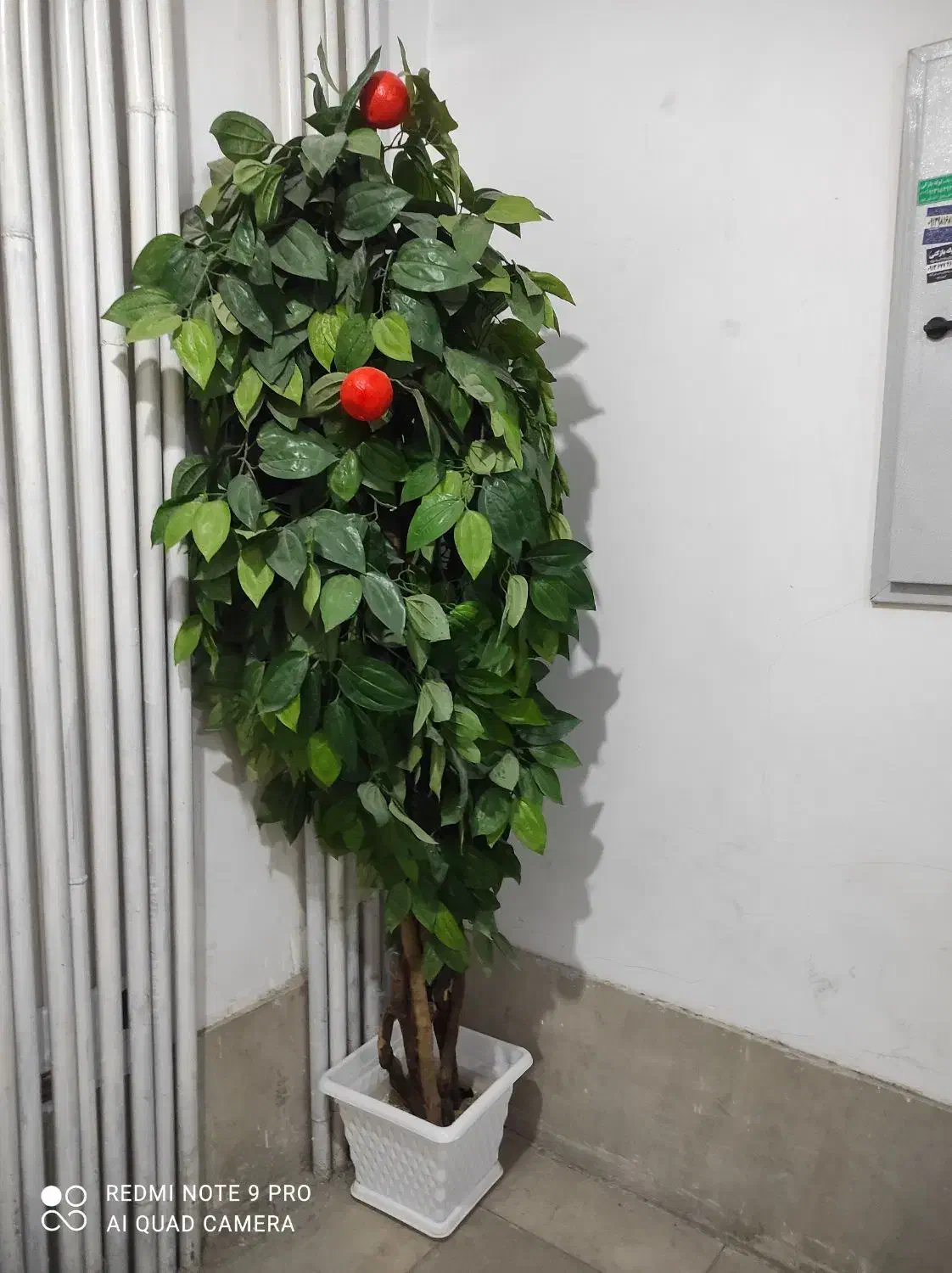 درخت پرتقال. گل کلانگو|گل مصنوعی|شهرکرد, |دیوار