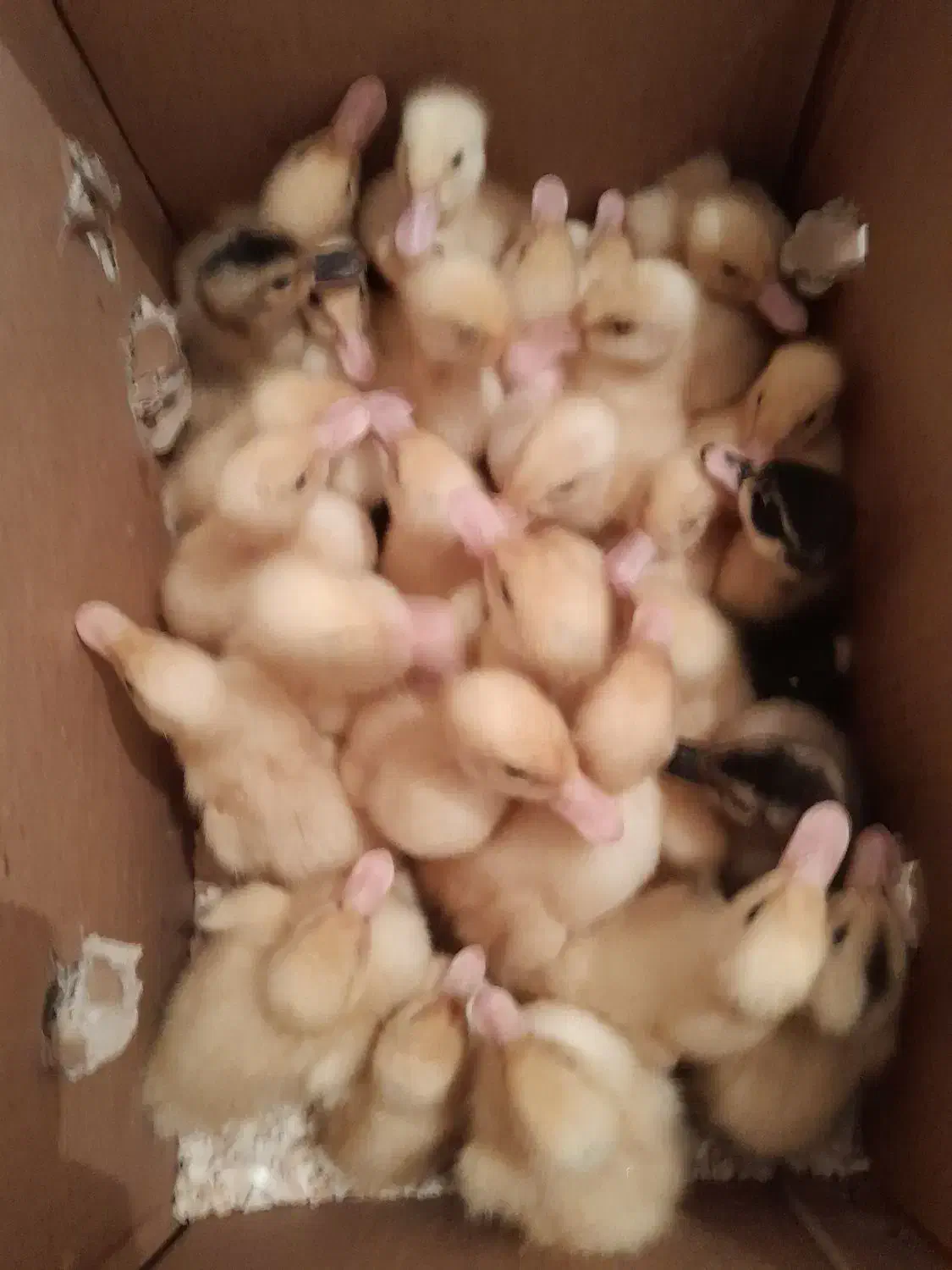 اردک|حیوانات مزرعه|یزد, |دیوار