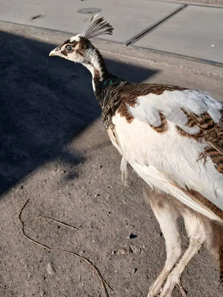 جوجه طاووس ابلق|حیوانات مزرعه|سهند, |دیوار