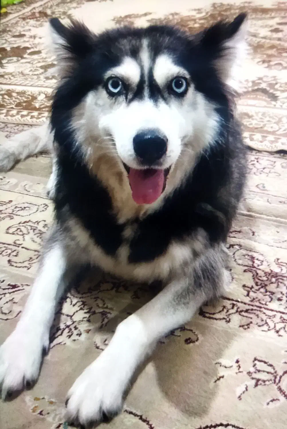 واگذاری سگ هاسکی|سگ|رشت, سلیمانداراب|دیوار