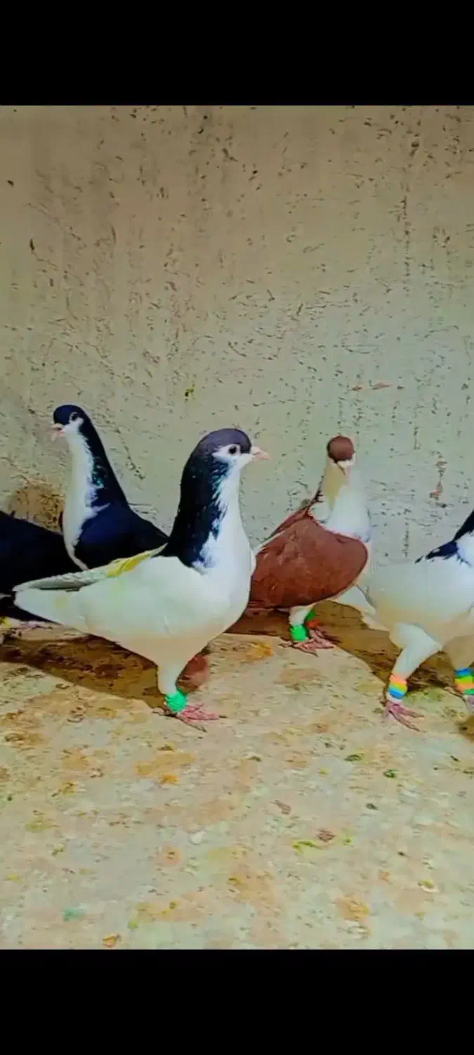 کبوتر ساده خال پرشی|پرنده|تربت جام, بهشت نبی|دیوار