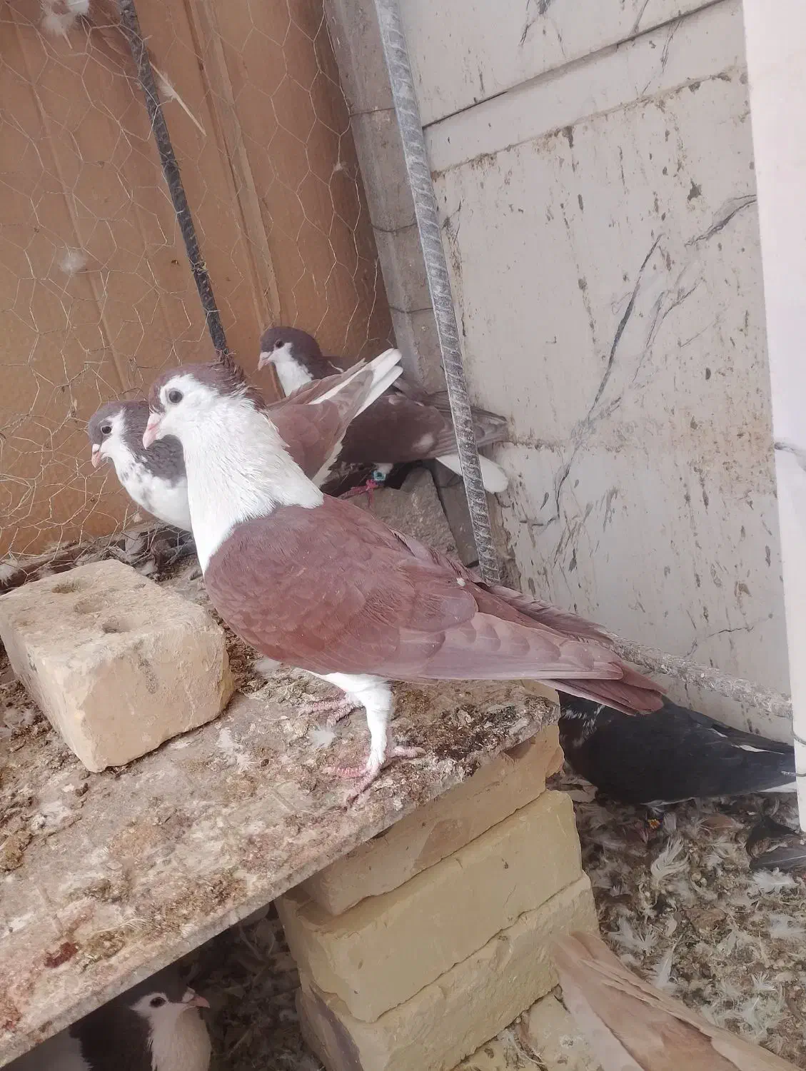 کبوتر عطیقه|پرنده|تربت‌حیدریه, باغ ملی|دیوار