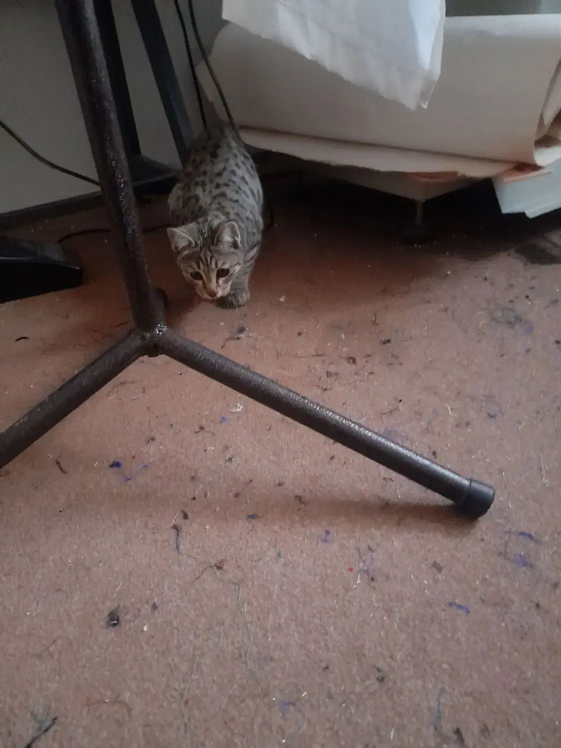 گربه رایگان واگذار می شود|گربه|ارومیه, |دیوار