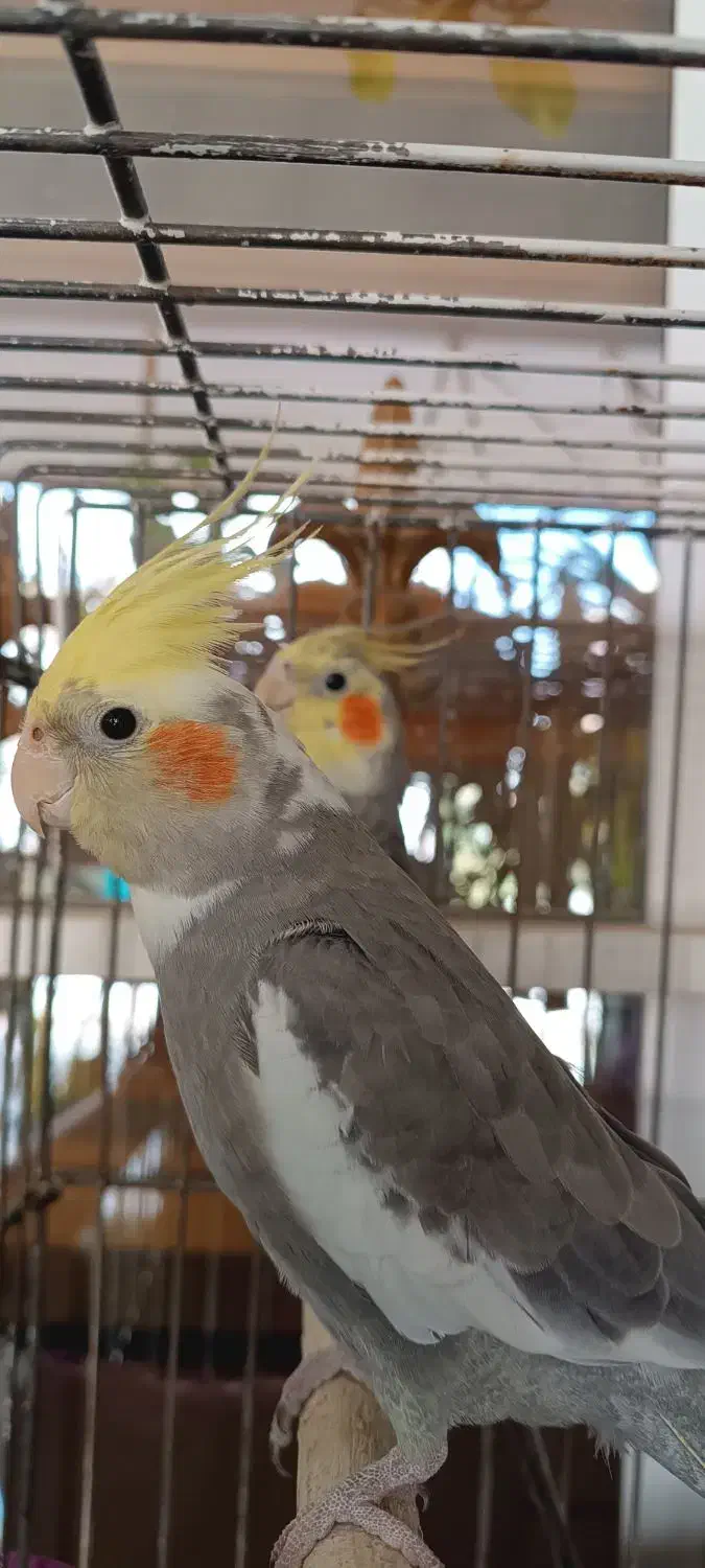 عروس هلندی|پرنده|فردیس, شهرک ارم|دیوار