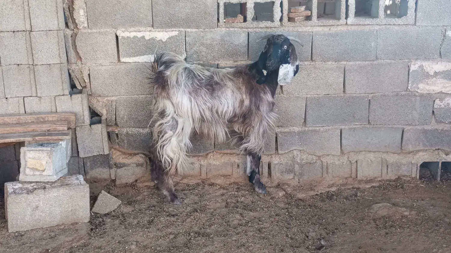 گیسه ترکی سالار شکم اول|حیوانات مزرعه|جهرم, |دیوار