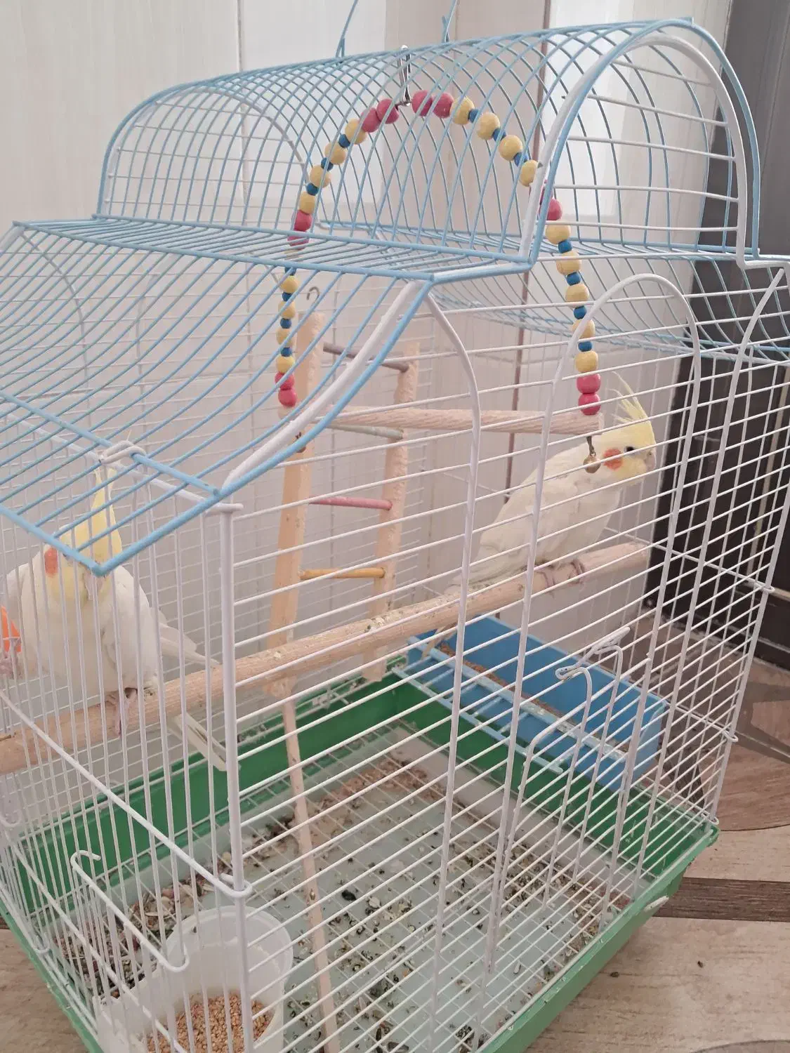 عروس هلندی لوتینو|پرنده|زیباشهر, |دیوار