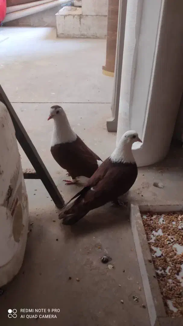 کفتر کلاغ|پرنده|مشهد, شهید قربانی|دیوار