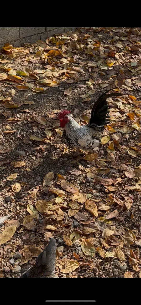 فروش مرغ و خروس|حیوانات مزرعه|لواسان, |دیوار