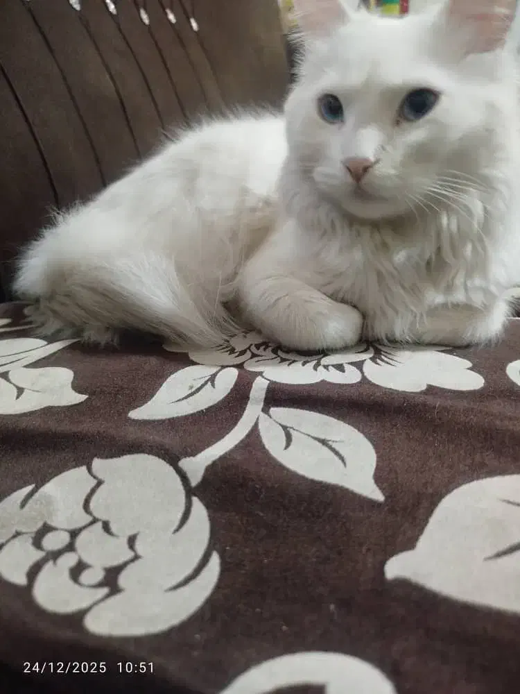 فروش|گربه|مراغه, |دیوار