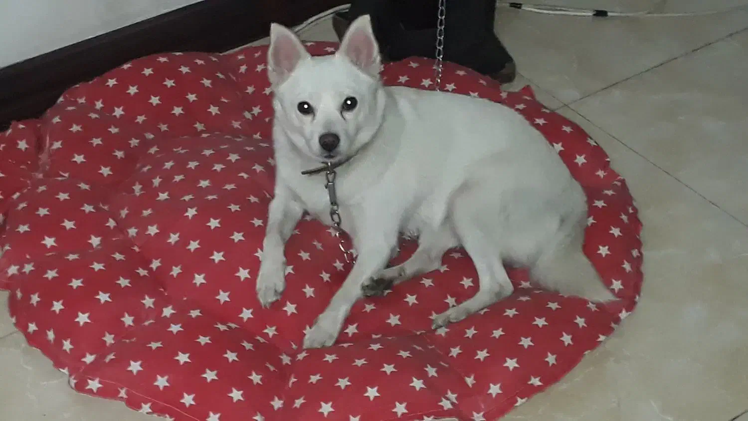 سگ سفید پاکوتاه گم شده|حیوانات|بابل, |دیوار