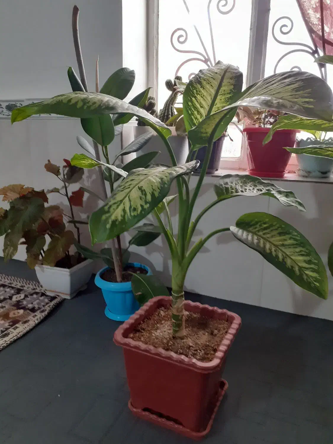 گل دیفن باخیا|گل و گیاه طبیعی|ابهر, |دیوار