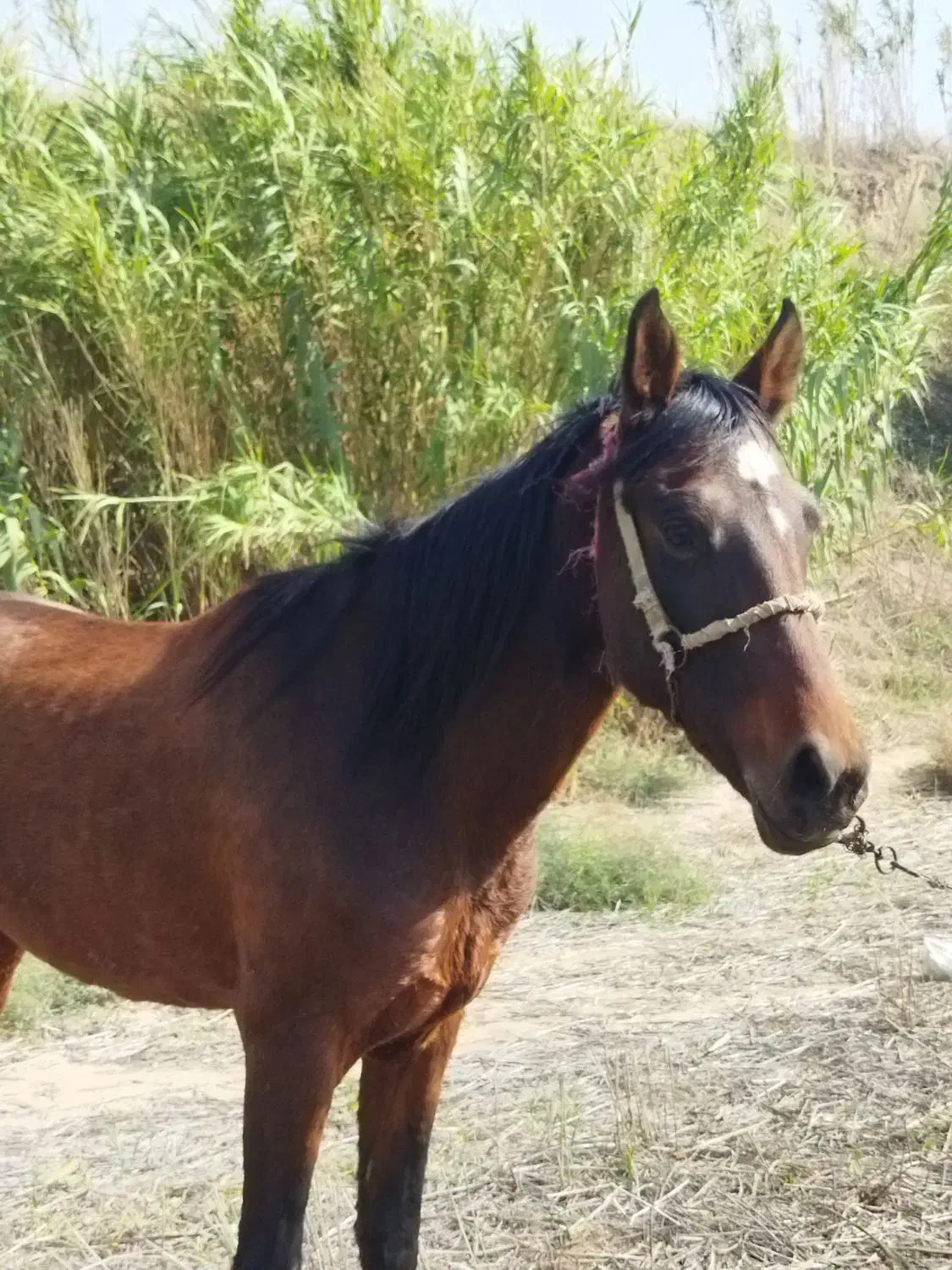 اسب جوان سواری عالی و خیلی ارام|اسب و تجهیزات اسبسواری|گنبد کاووس, |دیوار