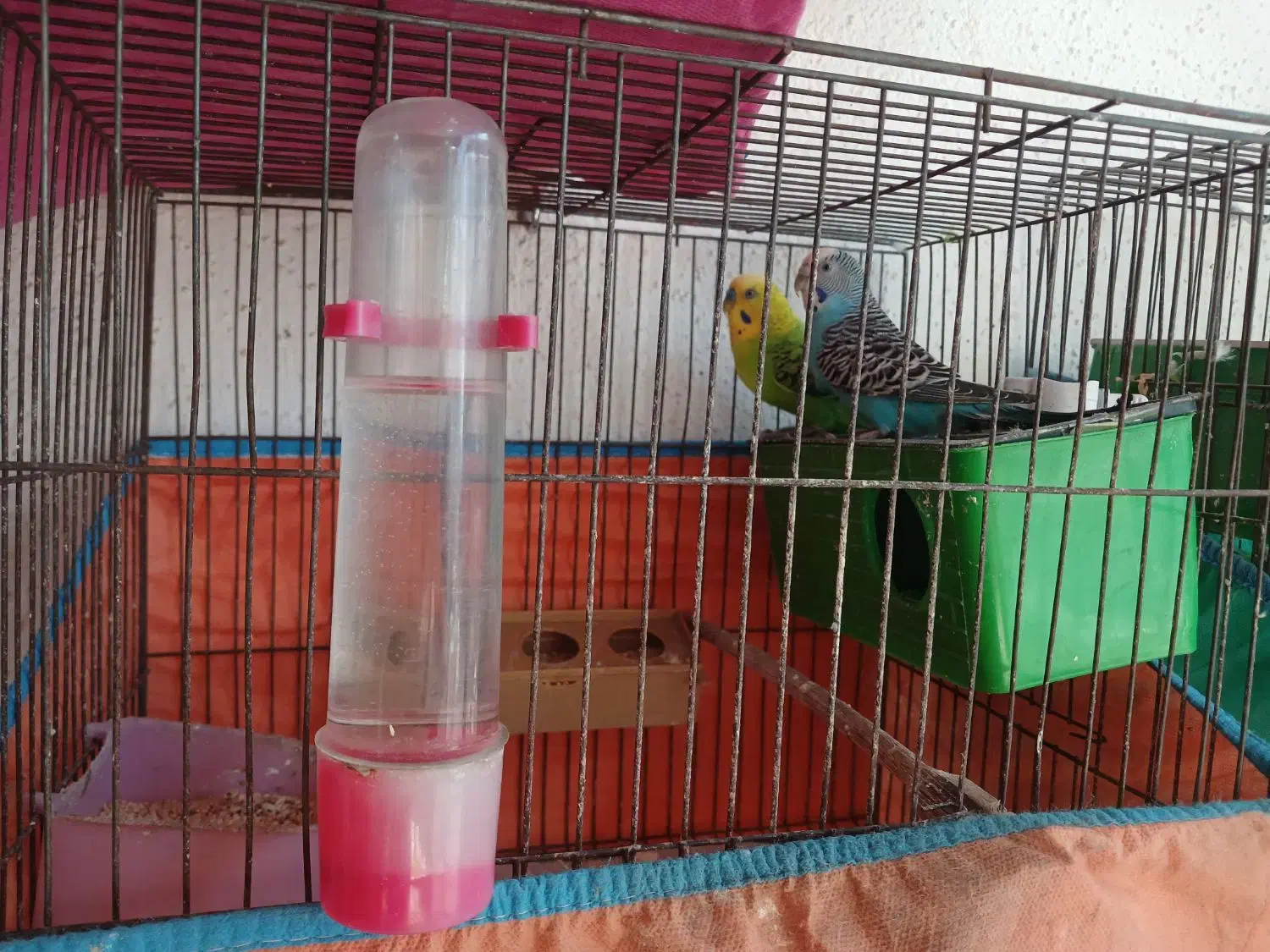 مرغ عشق مولدوچنتا فنچ نرگسی جوان نرو ماده|پرنده|رشت, جانبازان|دیوار