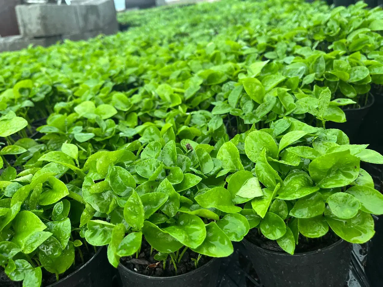 سبزه نارنج  قیمت ۷۰|خدمات باغبانی و درختکاری|بابل, |دیوار