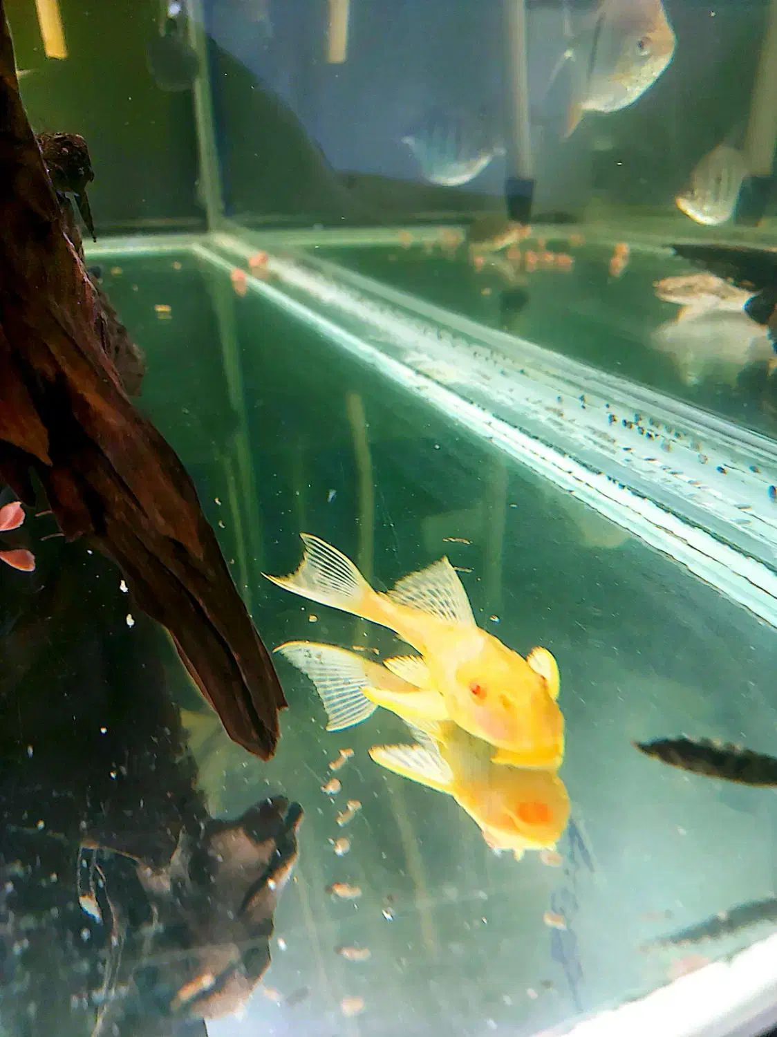 کت سلفین|ماهی|تهران, قیام|دیوار