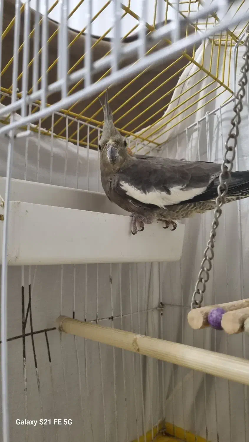 عروس هلندی ۱ساله نیم|پرنده|چالوس, |دیوار