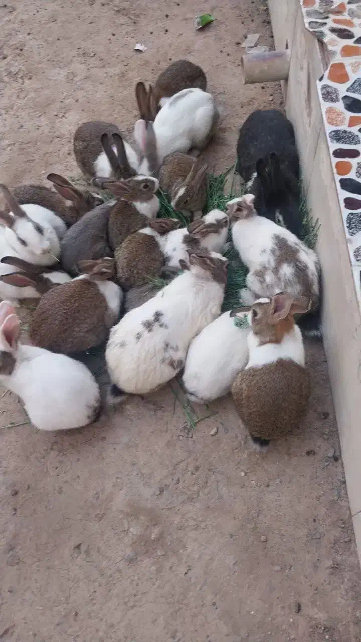 فروش خرگوش اهلی تمیز قیمت مناسب|موش و خرگوش|سیستان, |دیوار