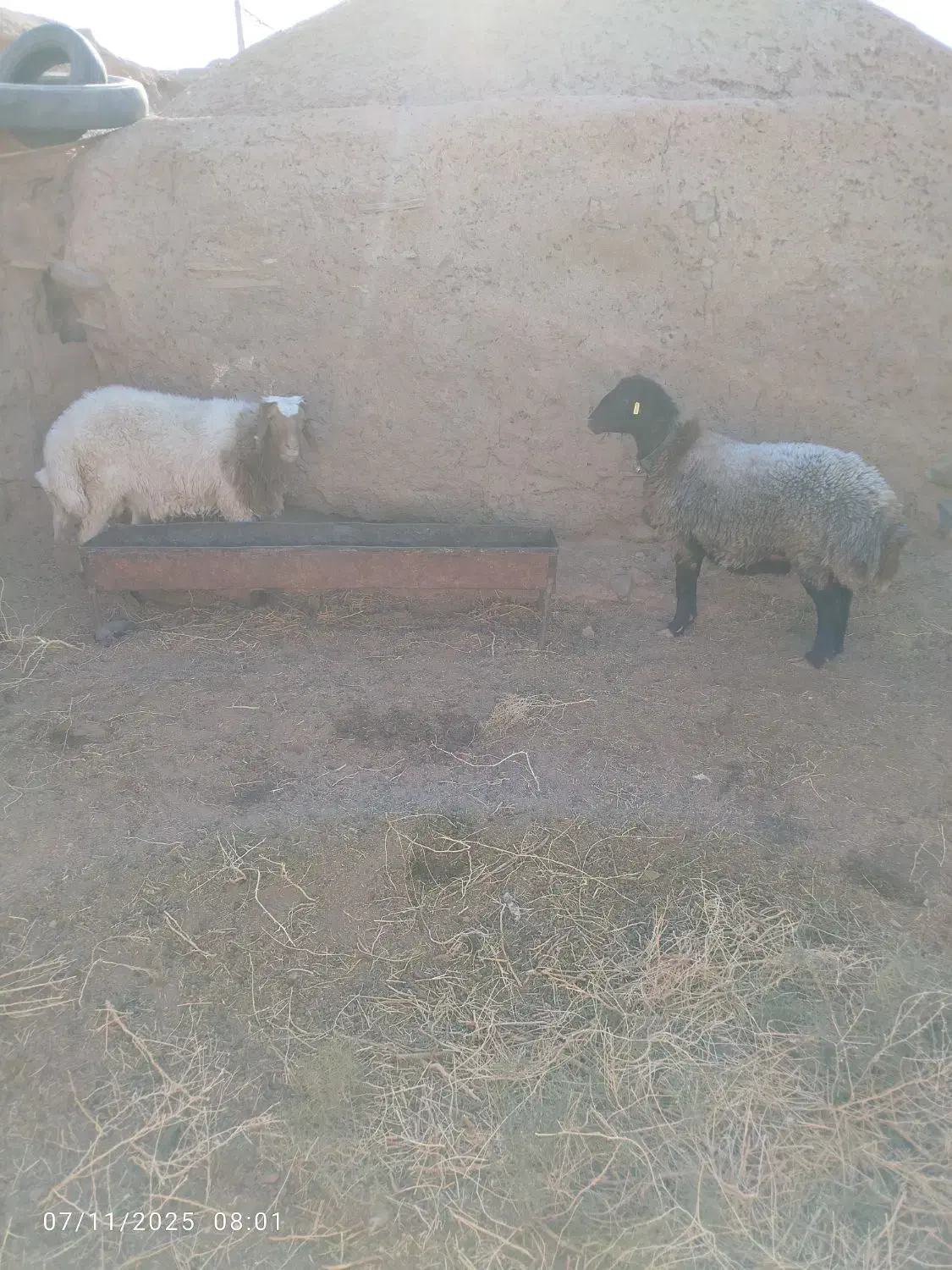 سلام شیشک خوش تخم فروشی|حیوانات مزرعه|فردوس (خراسان), |دیوار